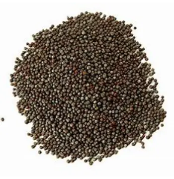 Fresh Brown Mustard Seeds