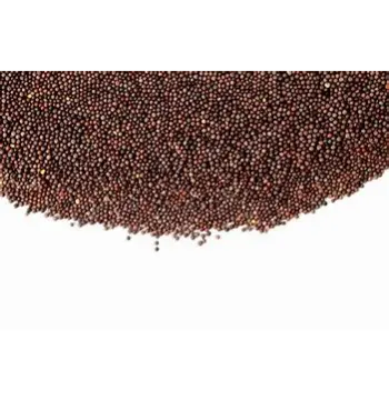 Fresh Brown Mustard Seeds