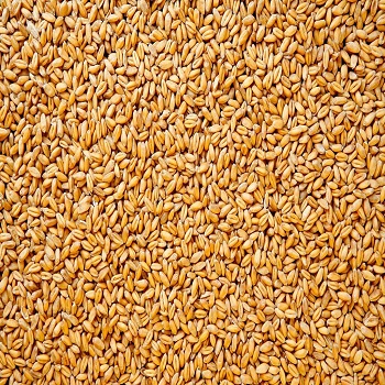  Wheat Seeds