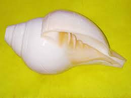 Blowing Shankh