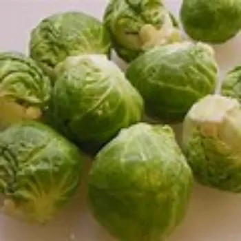 Cabbage
