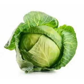 Cabbage