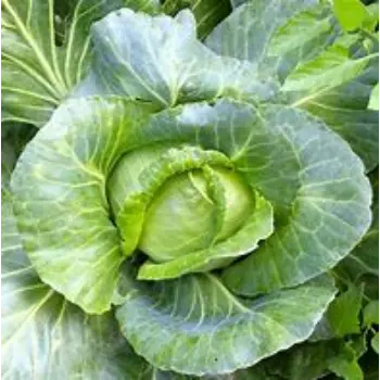Cabbage