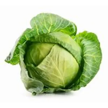 Cabbage