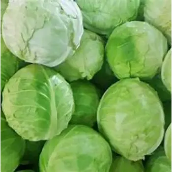 Cabbage