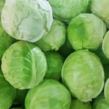 Cabbage