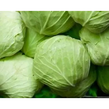 Cabbage