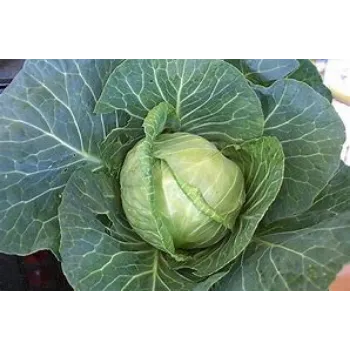 Cabbage