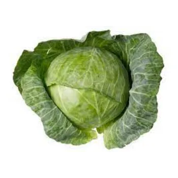Common  Fresh Cabbage