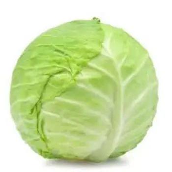 Common Fresh Cabbage