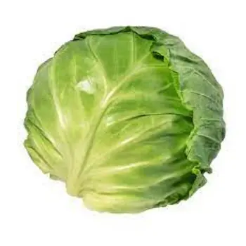 Common Cabbage