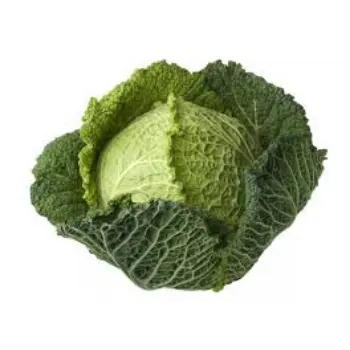 Natural Fresh Cabbage