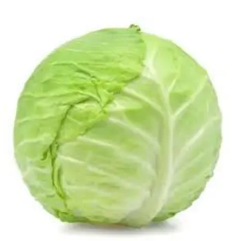 Organic Cabbage