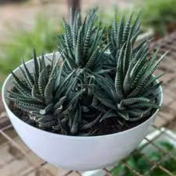 Rare  Cactus Plants