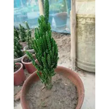 Organic Cactus Plants