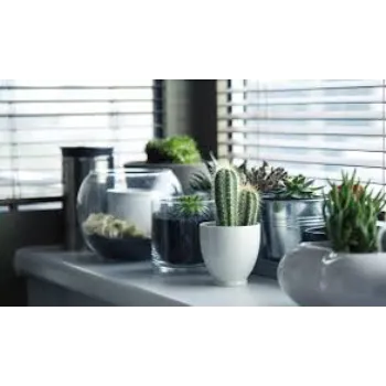 Common  Cactus Plants