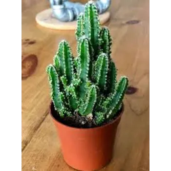 Natural Cactus Plants