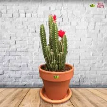 Natural Cactus Plants