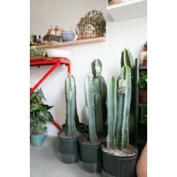 Natural Cactus Plants