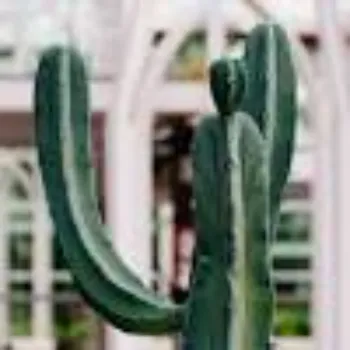 Cactus Plants