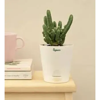 Organic Cactus Plants