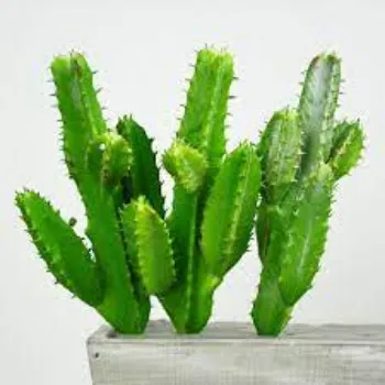 Organic Cactus Plants