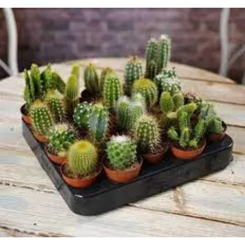 Organic Cactus Plants