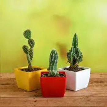 Organic Cactus Plant