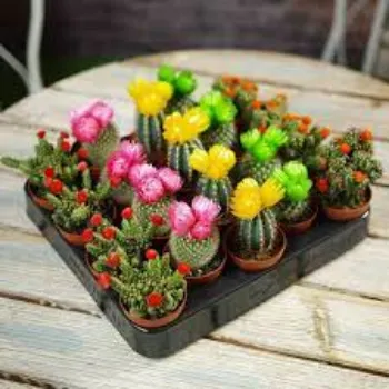 Organic Cactus Plants