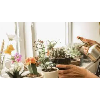 Common Cactus Plants