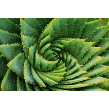 Cactus Plant