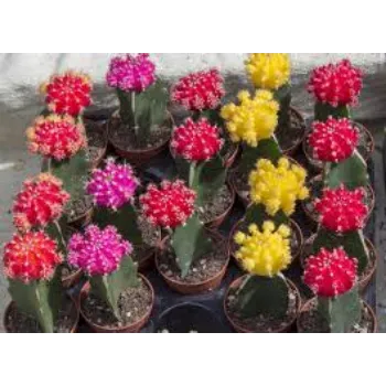Fresh Cactus Plants