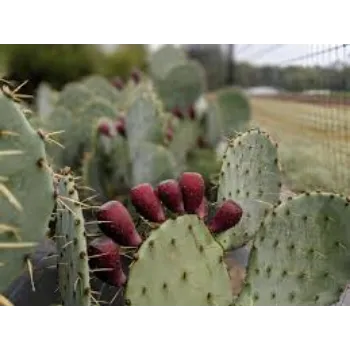 Natural Cactus Plant