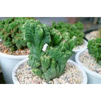 Organic Cactus Plant