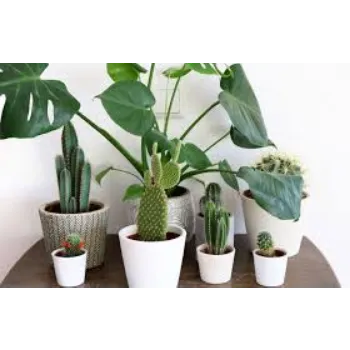 Natural  Cactus Plants