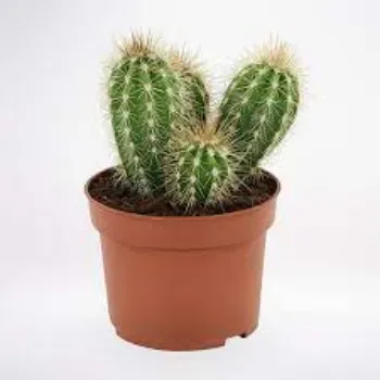 Organic Cactus Plant
