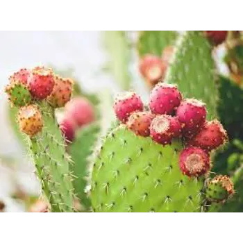 Natural Cactus Plant