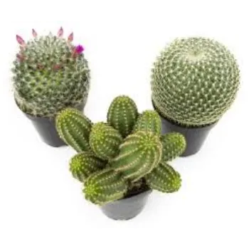 Natural Cactus Plant