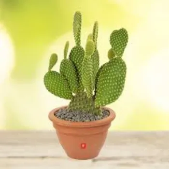 Organic Cactus  Plant
