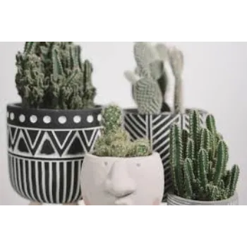 Organic Cactus Plants