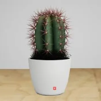 Organic Cactus Plant