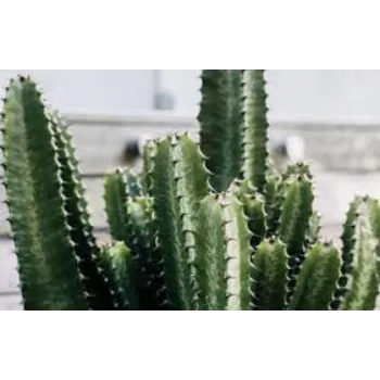 Organic Cactus Plant