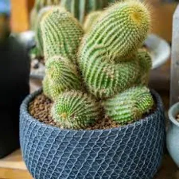 Green Cactus Plants