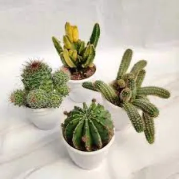 Organic Cactus Plants