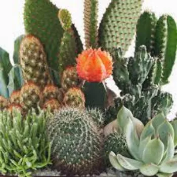 Natural Cactus Plants