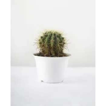 Roshni Agri forestry Cactus Plants