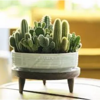  Cactus Plants