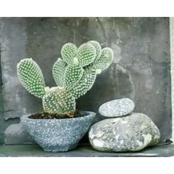  Cactus Plants