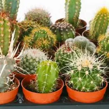  Cactus Plants
