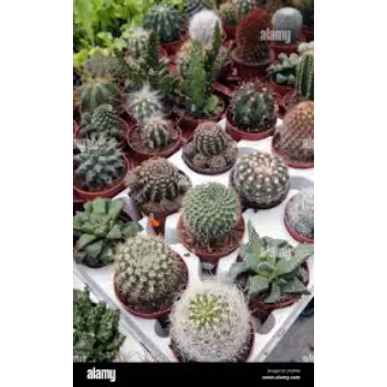 multiple  Cactus Plants